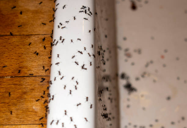 Professional Pest Control in Pen Mar, PA