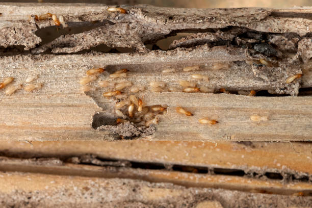Best Pest Control for Businesses  in Pen Mar, PA